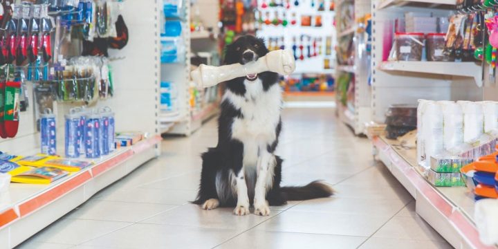 Things to Look for When Searching for Quality Pet Supplies Store